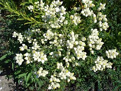 gnaphalium californicum